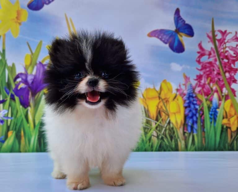 20240627_115319_resized