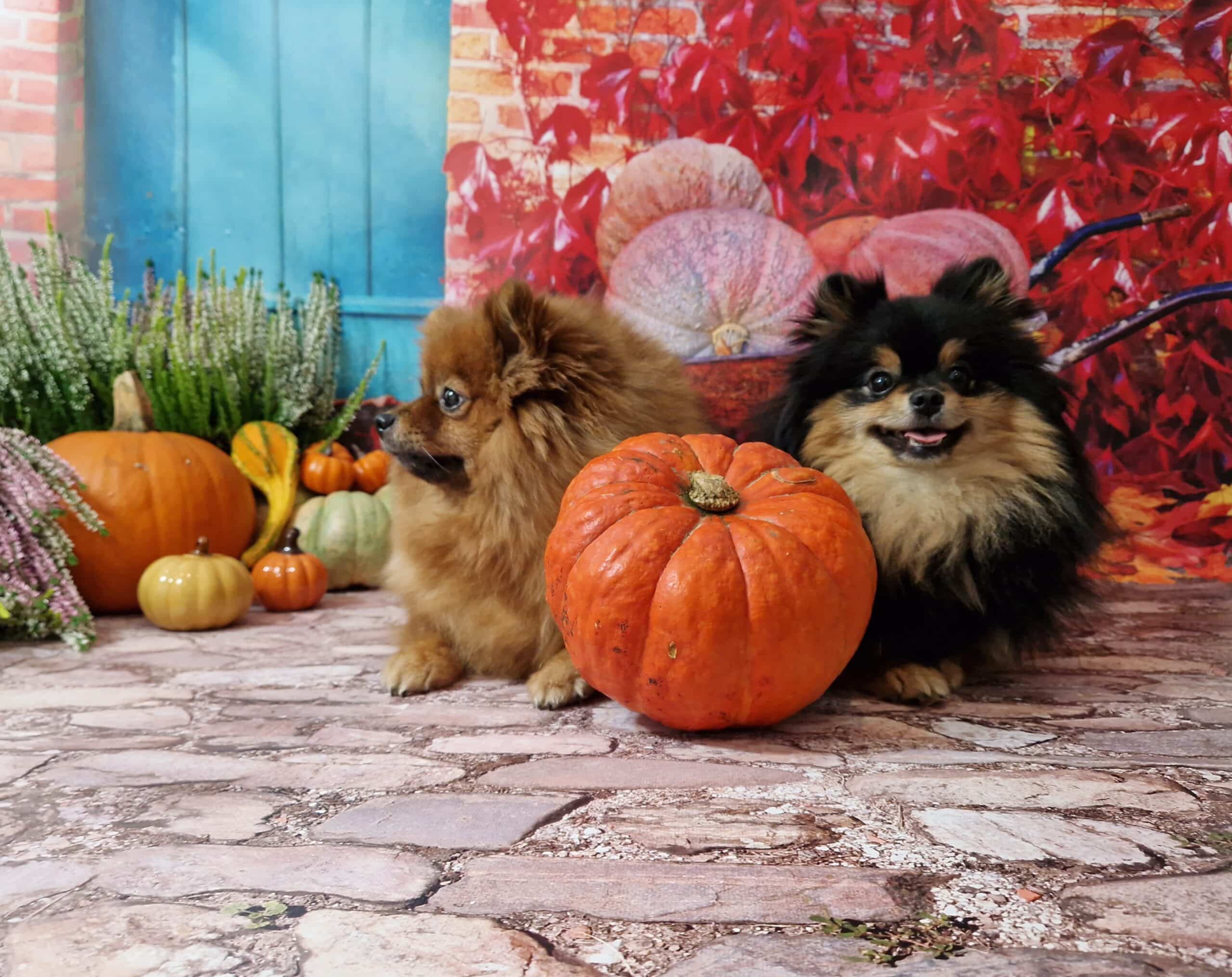 20241005 125015 004 saved scaled