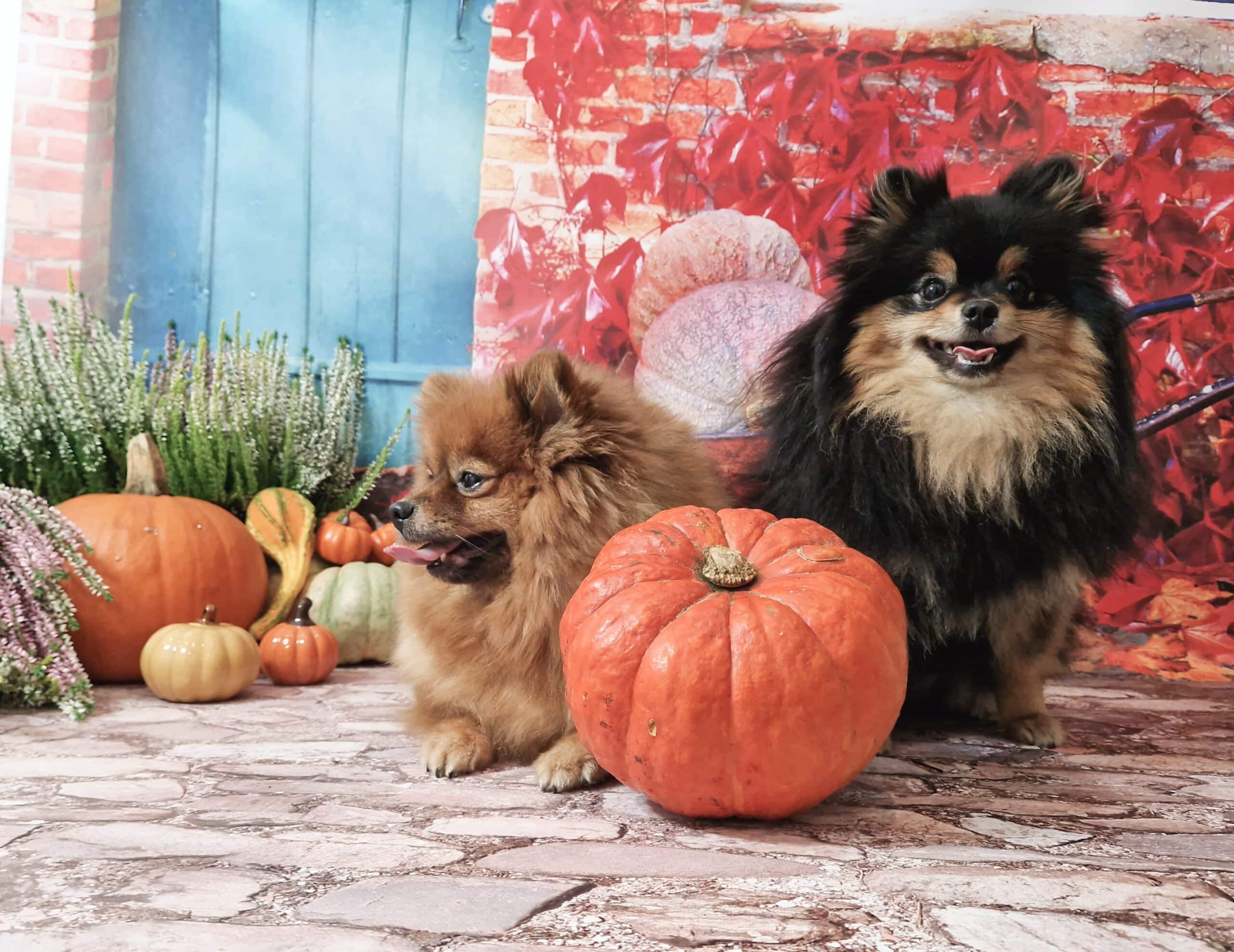 20241005 125035 003 resized scaled