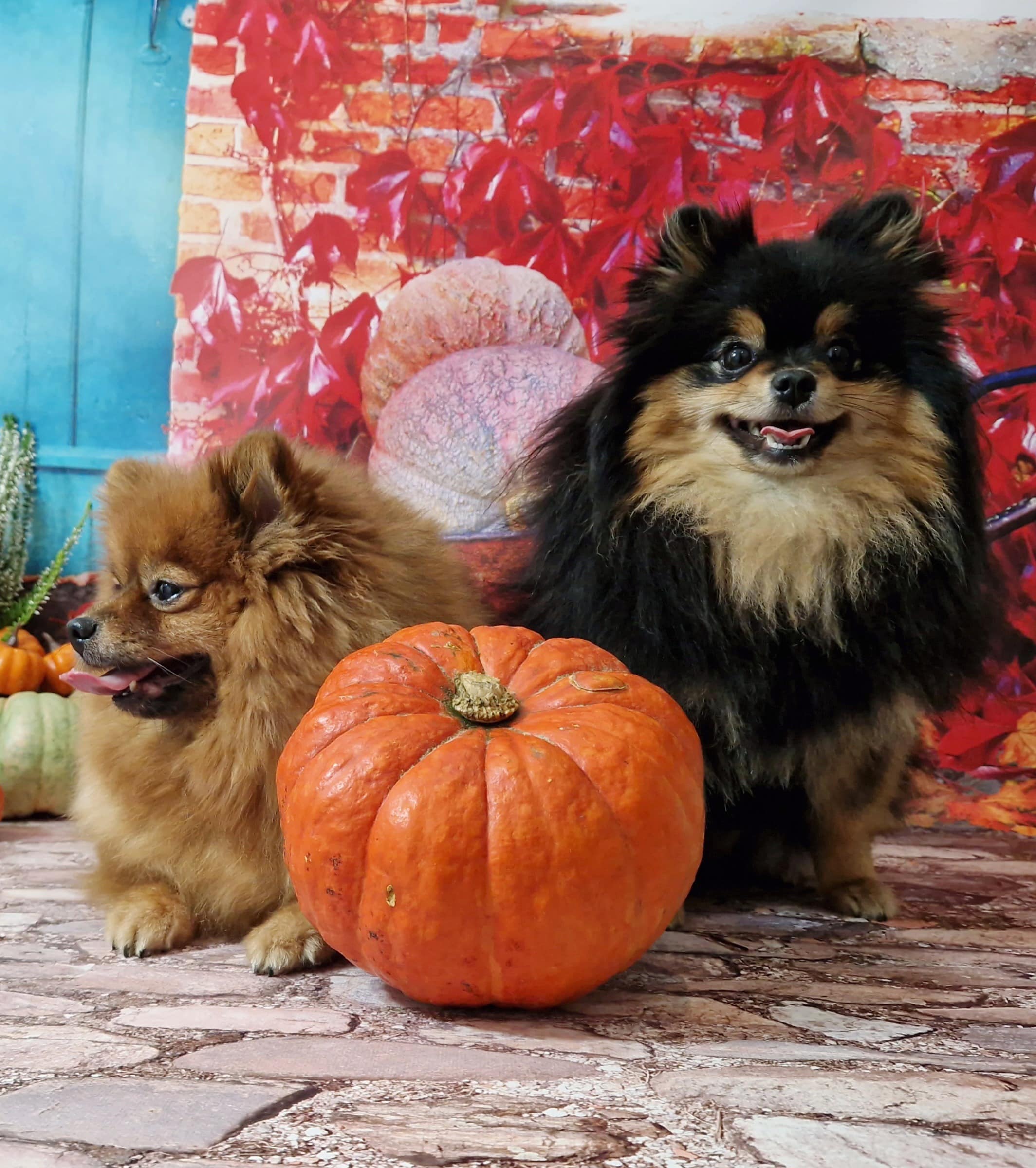 20241005 125035 003 resized resized