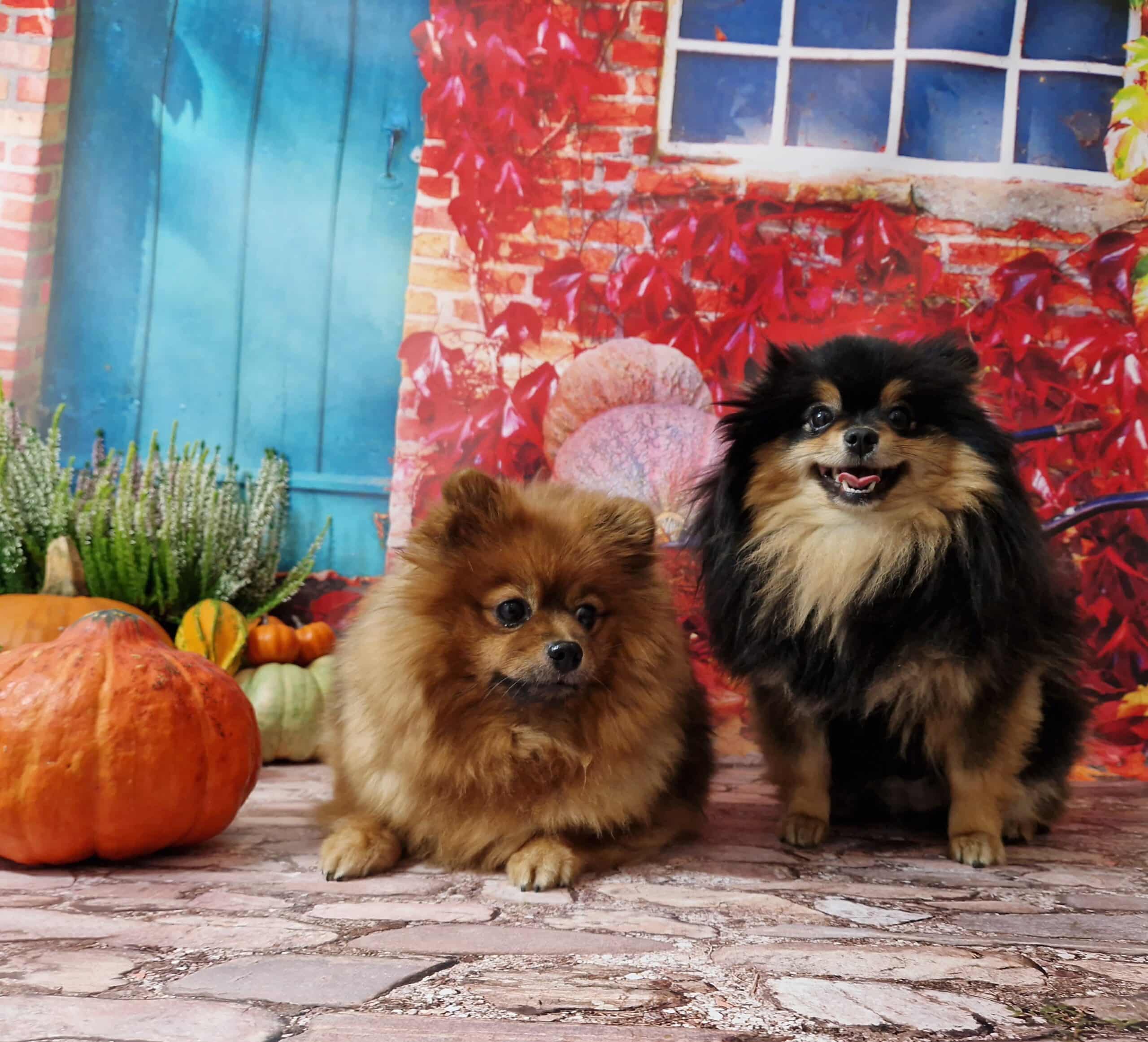 20241005 125106 007 saved scaled