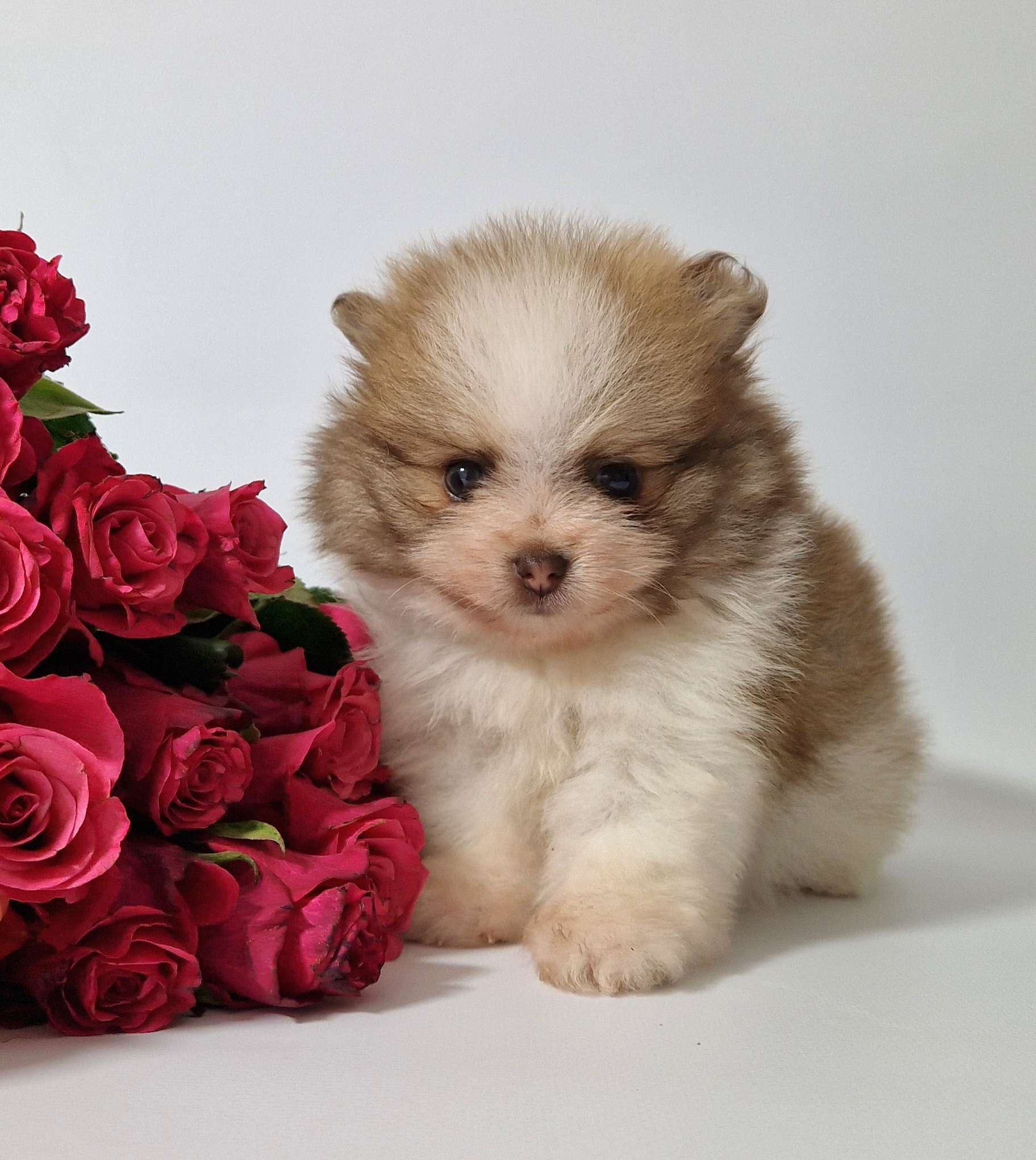 20241117 113827 resized