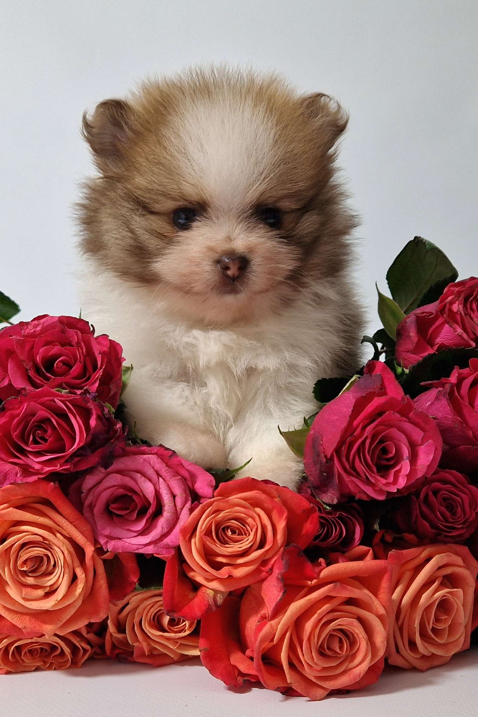 20241117 113859 resized