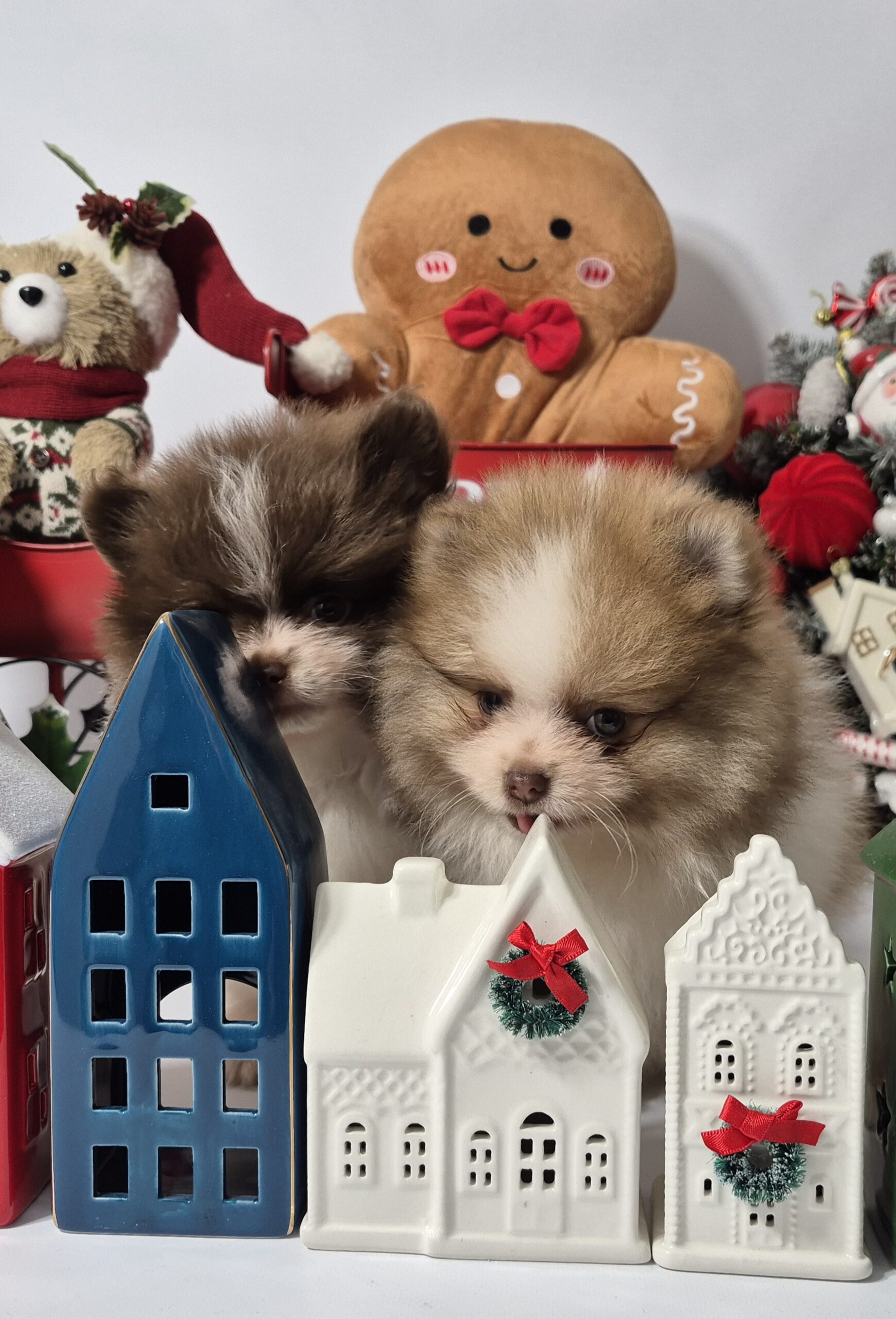 20241209 094107 resized