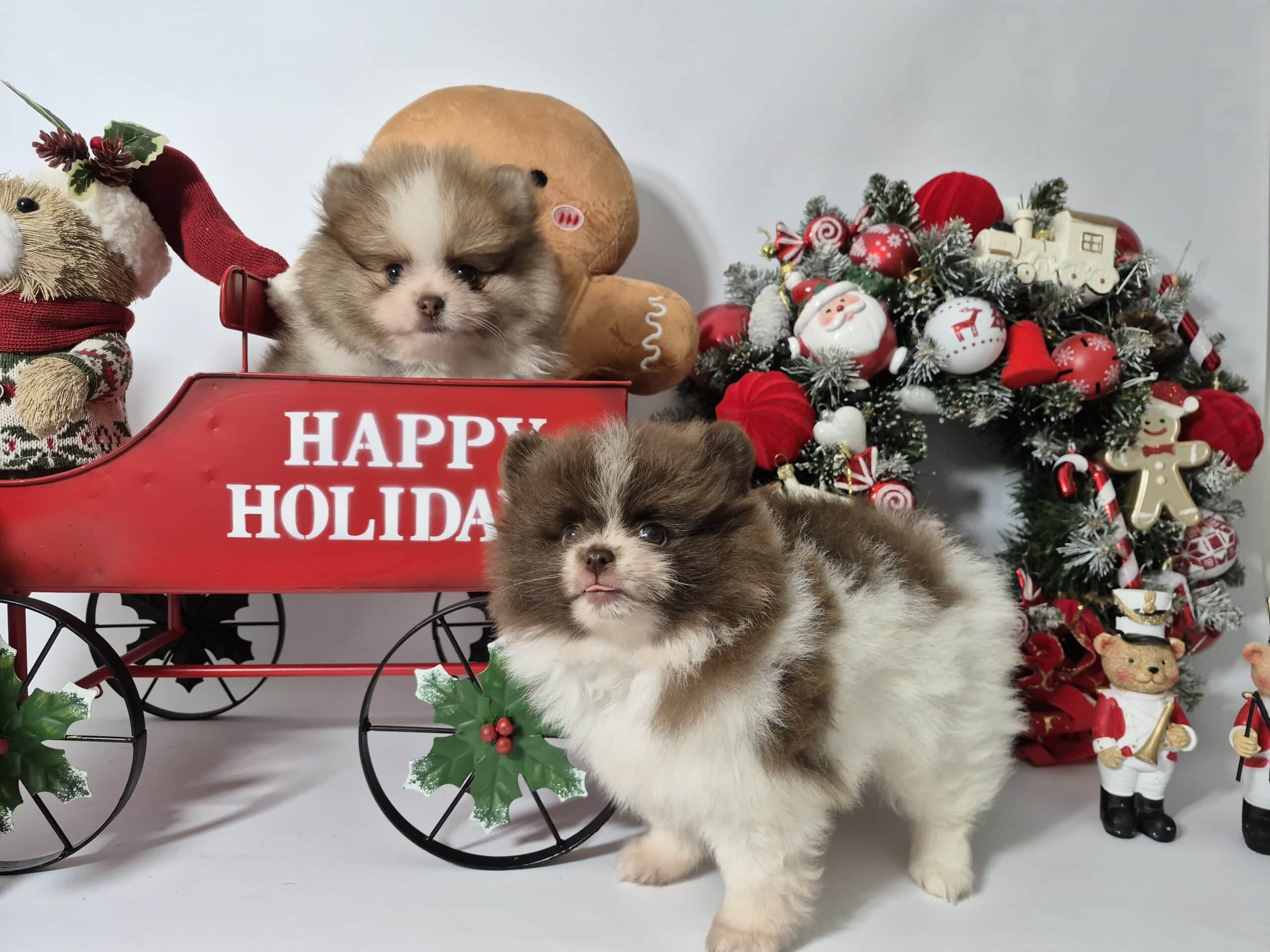 20241209 094207 032 saved