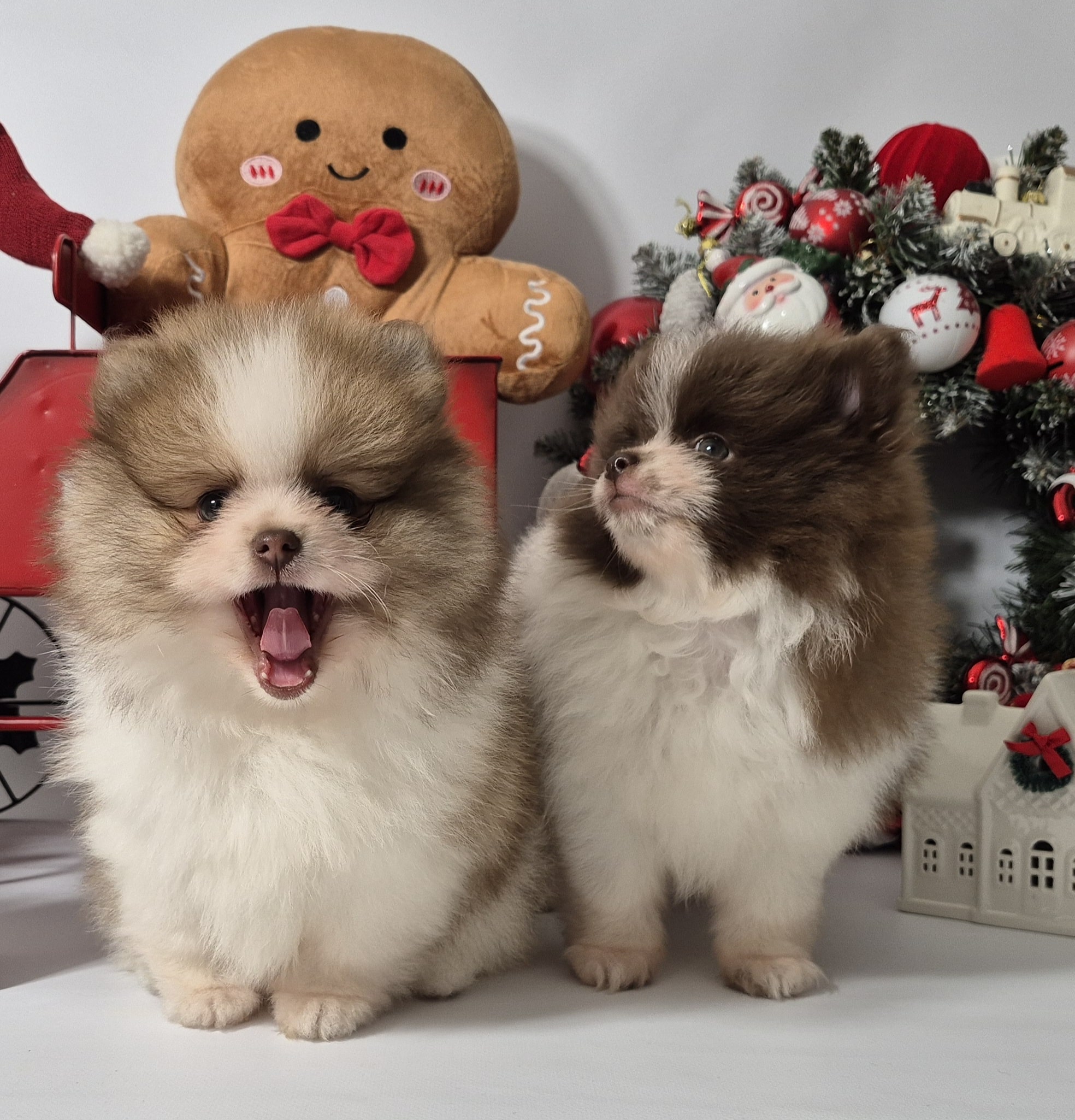 20241209 094426(1) resized