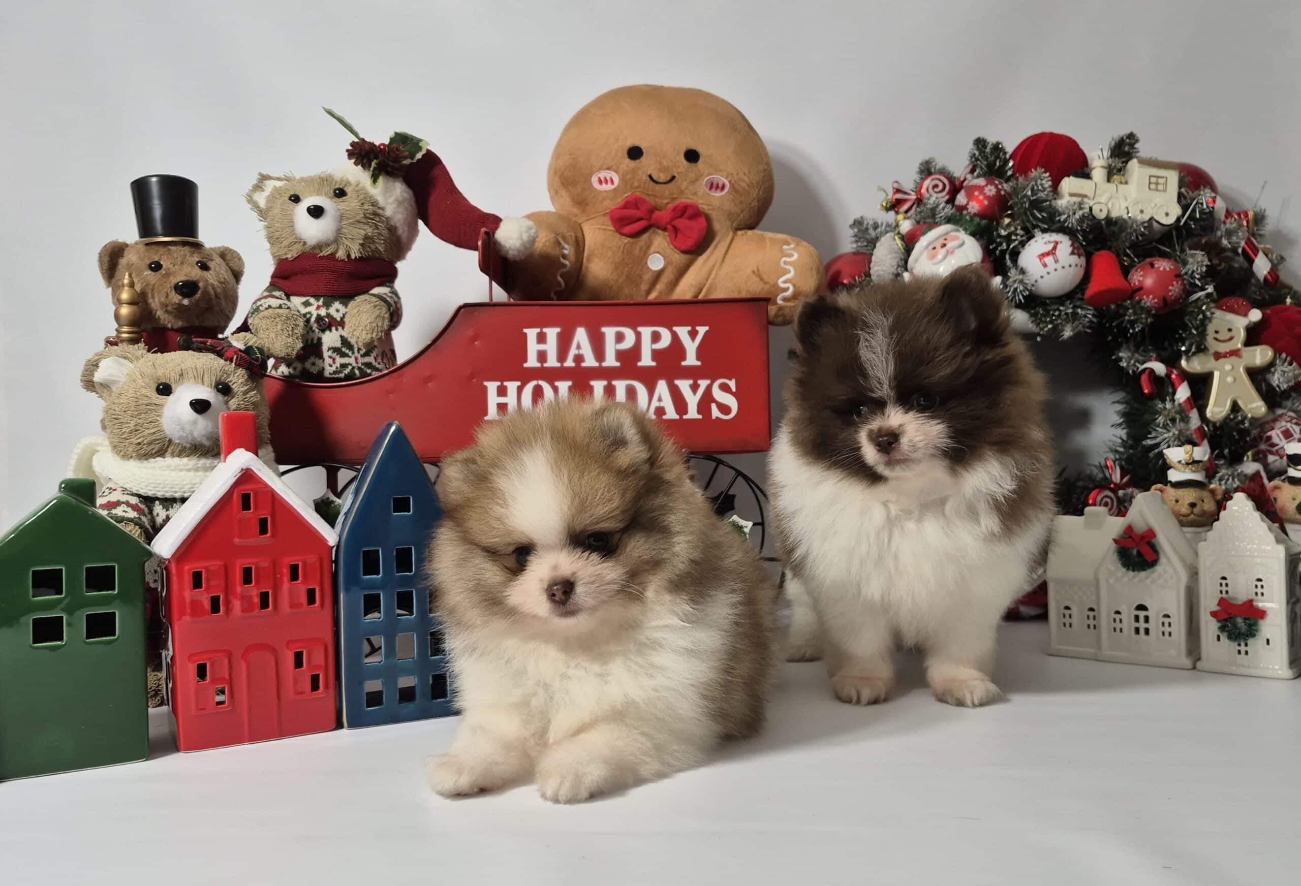 20241209 094434 009 saved