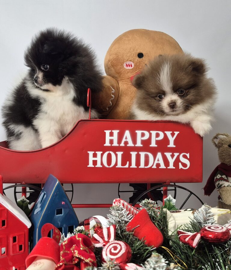 20241209 095547 resized