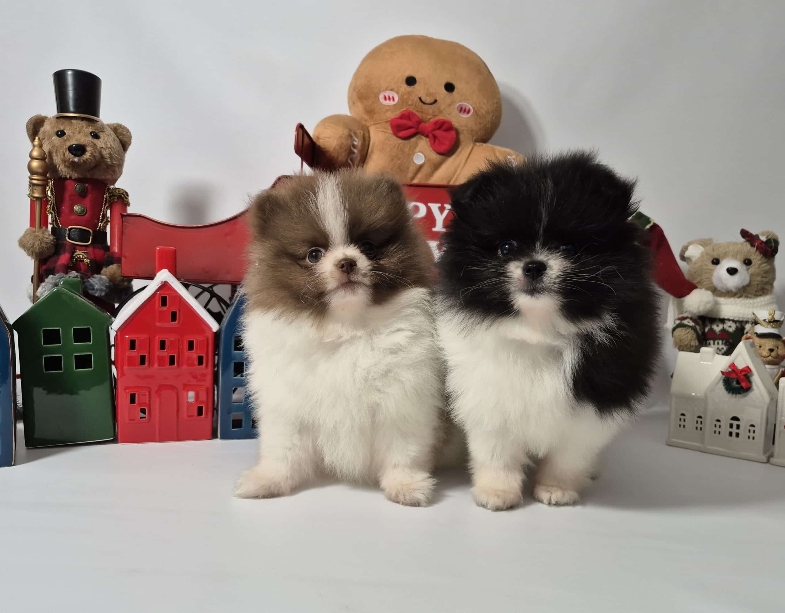 20241209 095823 009 saved