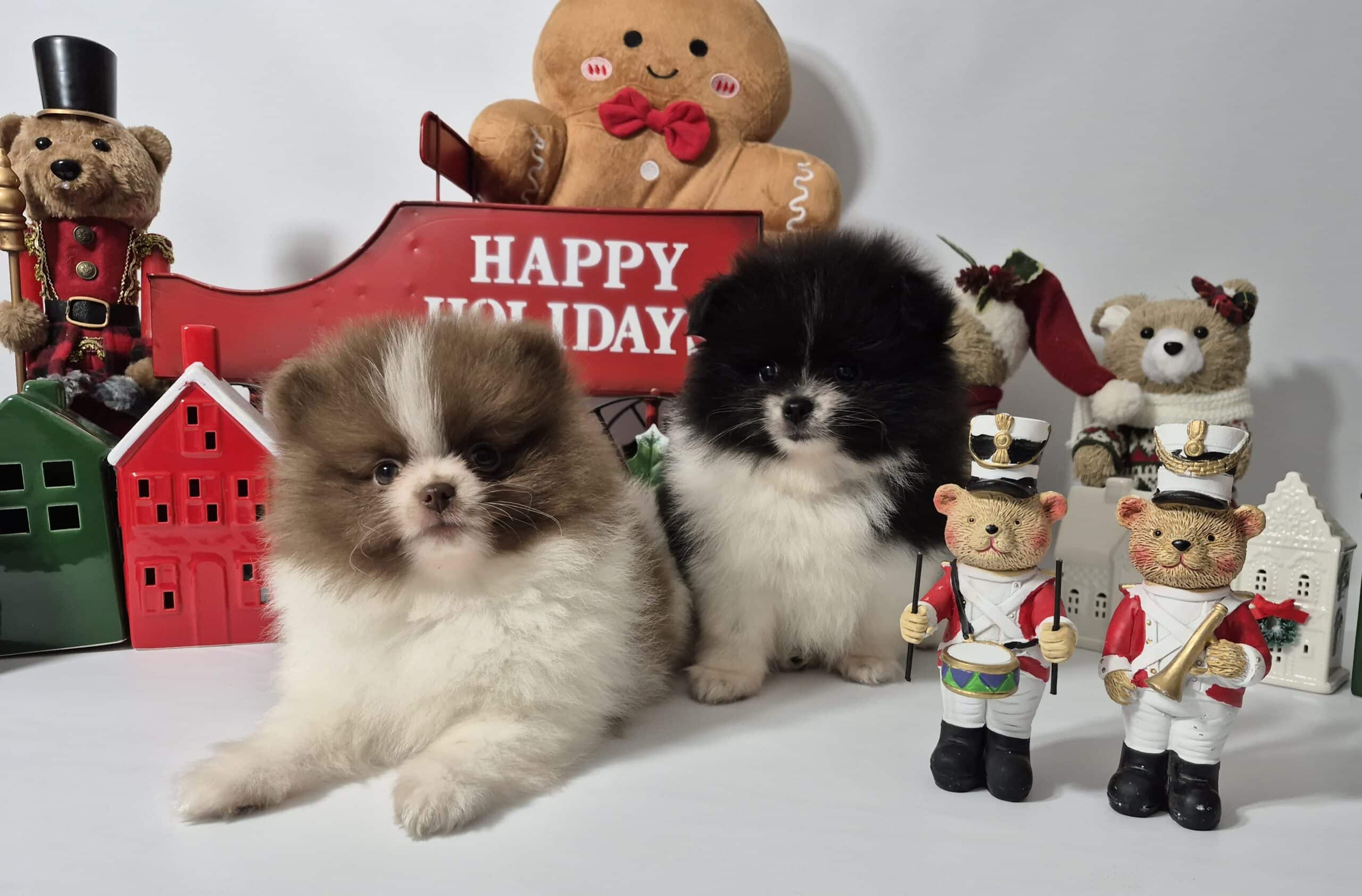 20241209 095920 008 saved