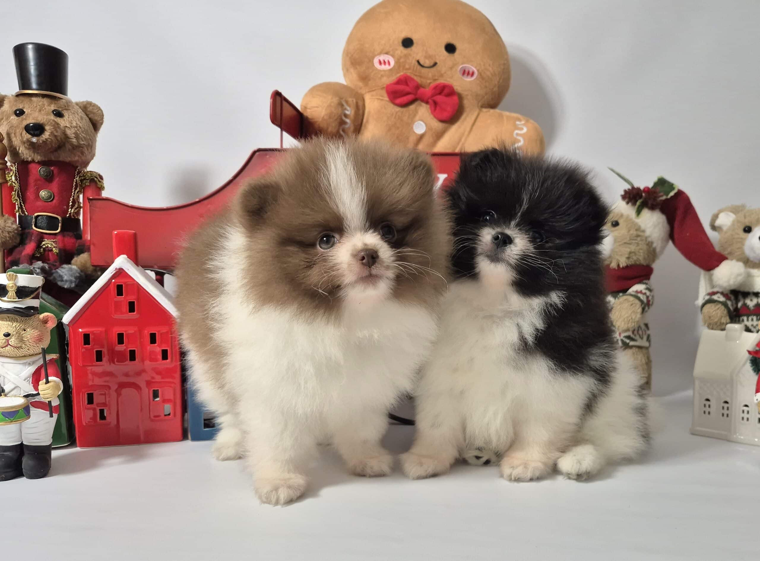 20241209 100102 048 saved