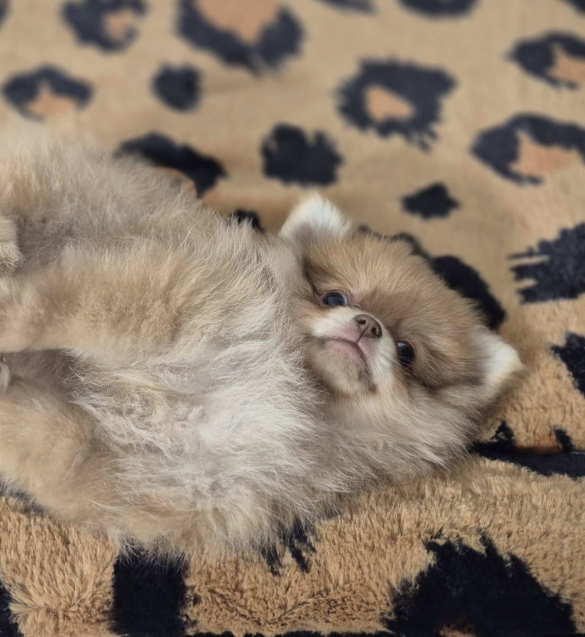 484487943 649806174465417 3957529264365005045 n