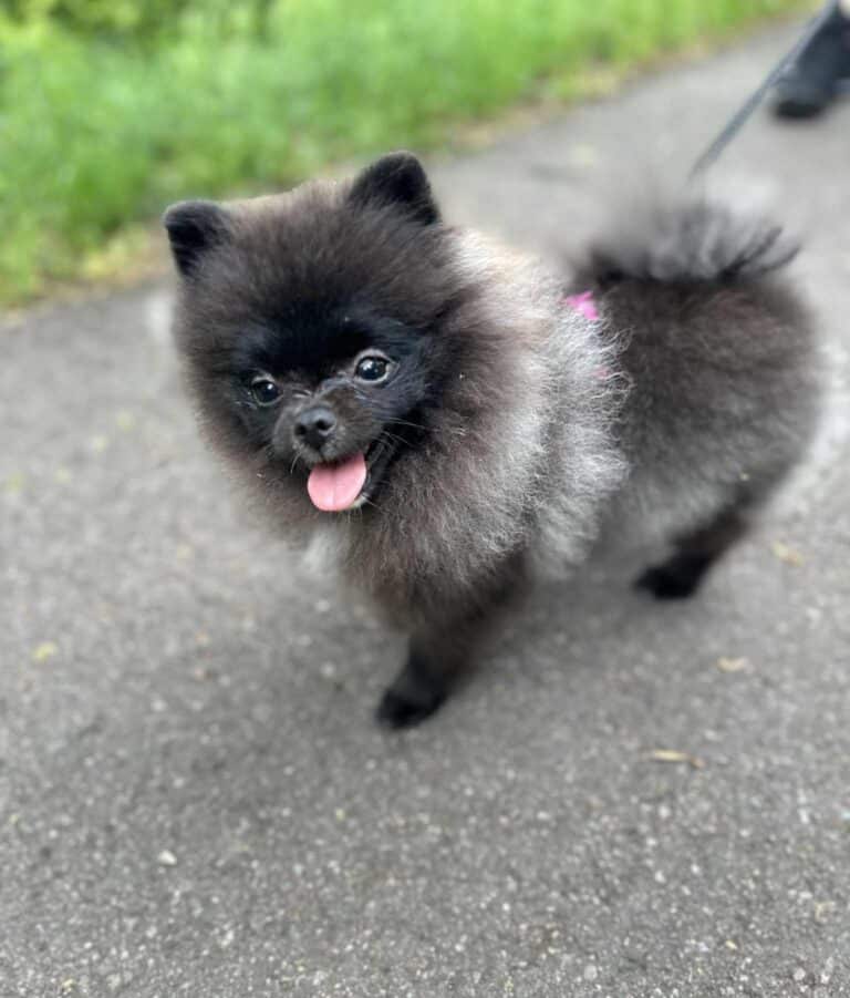 Messenger creation D1D4A45E 774C 4ED9 BB67 57961A9E856C