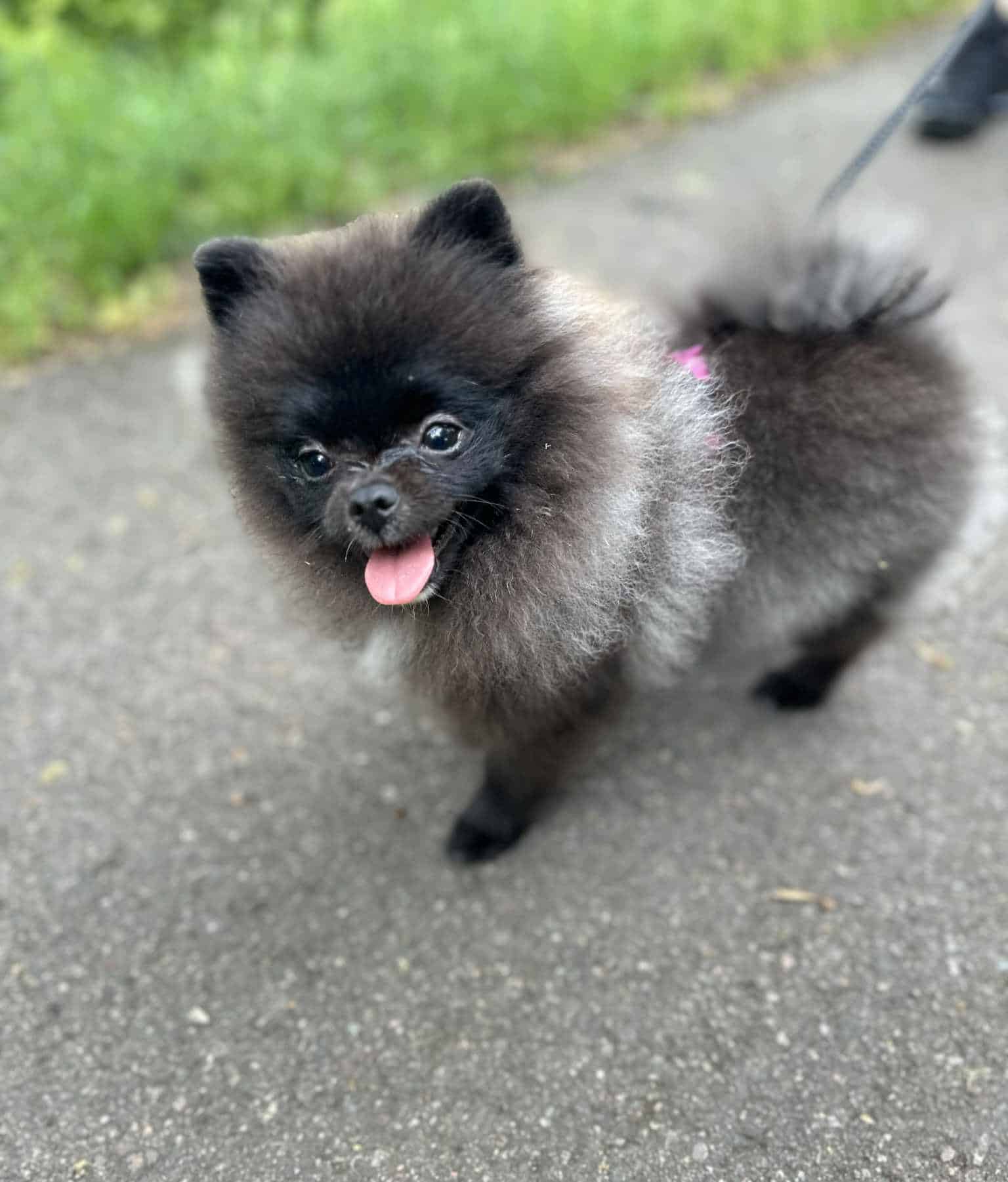 Messenger creation D1D4A45E 774C 4ED9 BB67 57961A9E856C