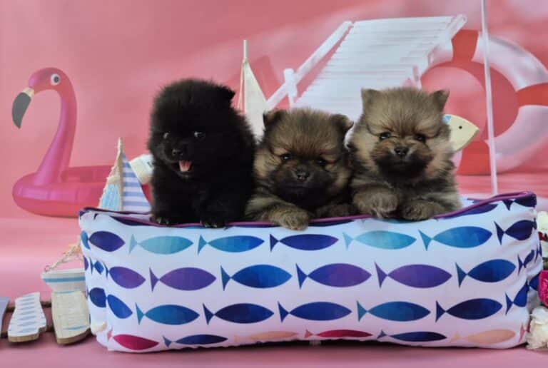 Szpice miniaturowe na wakacjach