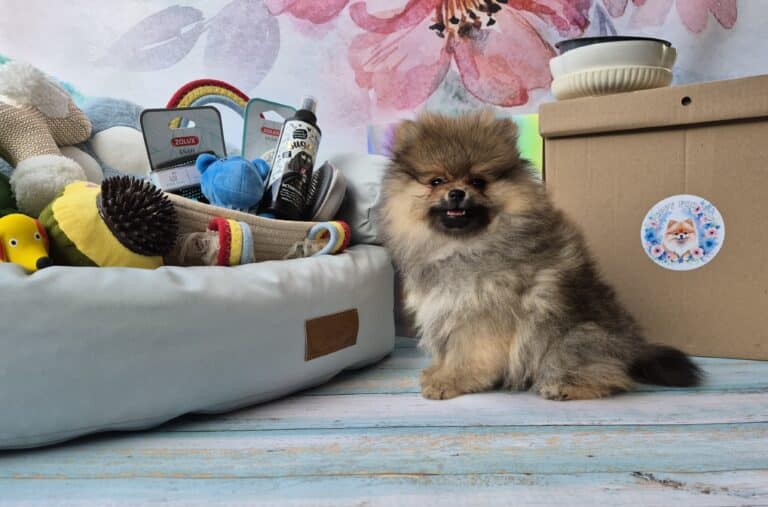 wyprawka dla szczeniaka 2