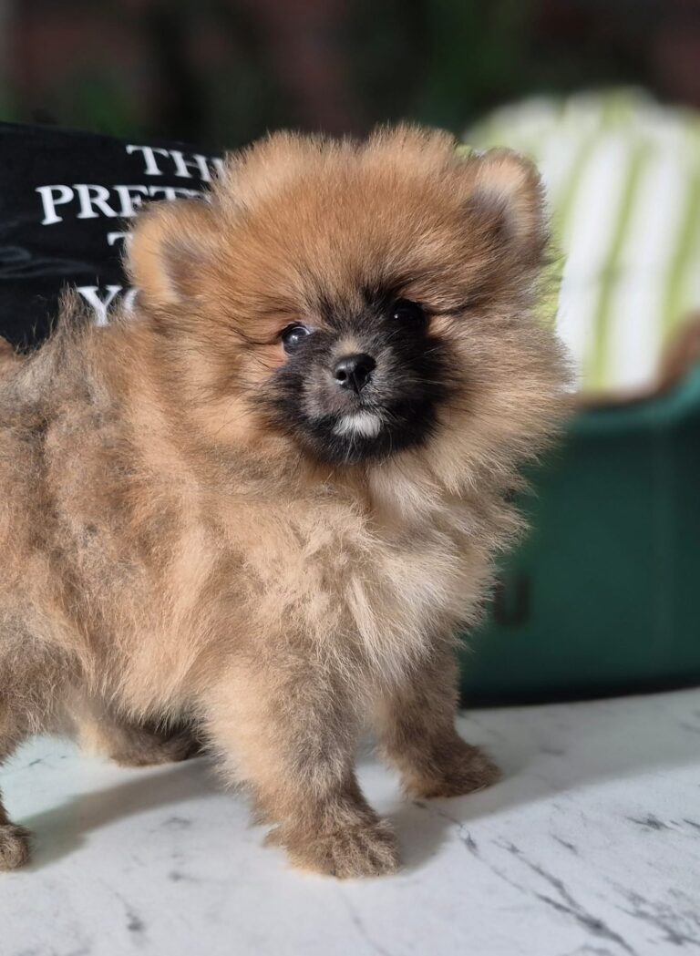 Rafaello i Milo – dwaj mali gentlemeni gotowi na nowe przygody. 3