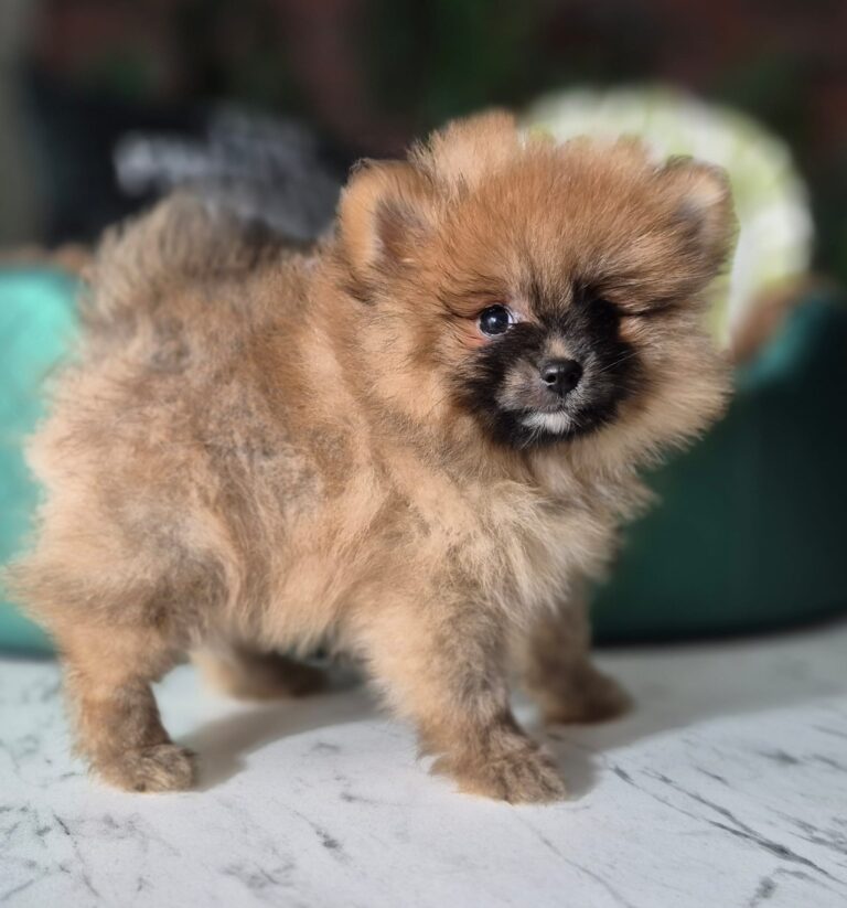 Rafaello i Milo – dwaj mali gentlemeni gotowi na nowe przygody. 1