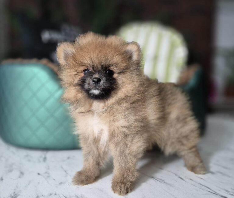 Rafaello i Milo – dwaj mali gentlemeni gotowi na nowe przygody. 5