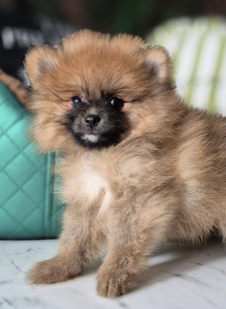 Rafaello i Milo – dwaj mali gentlemeni gotowi na nowe przygody. 7