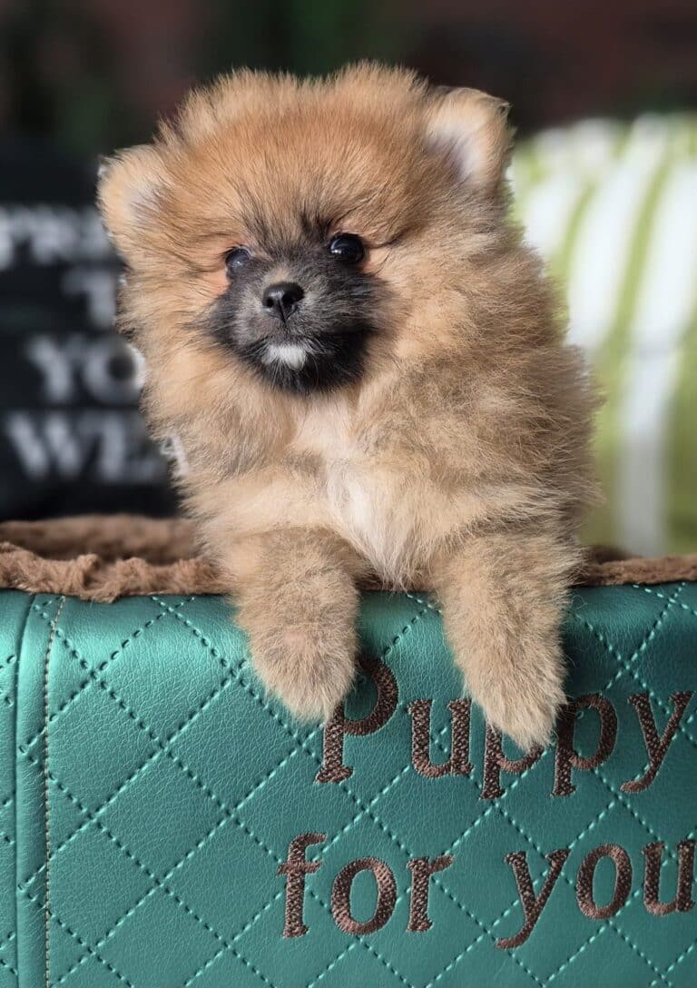 Rafaello i Milo – dwaj mali gentlemeni gotowi na nowe przygody. 8