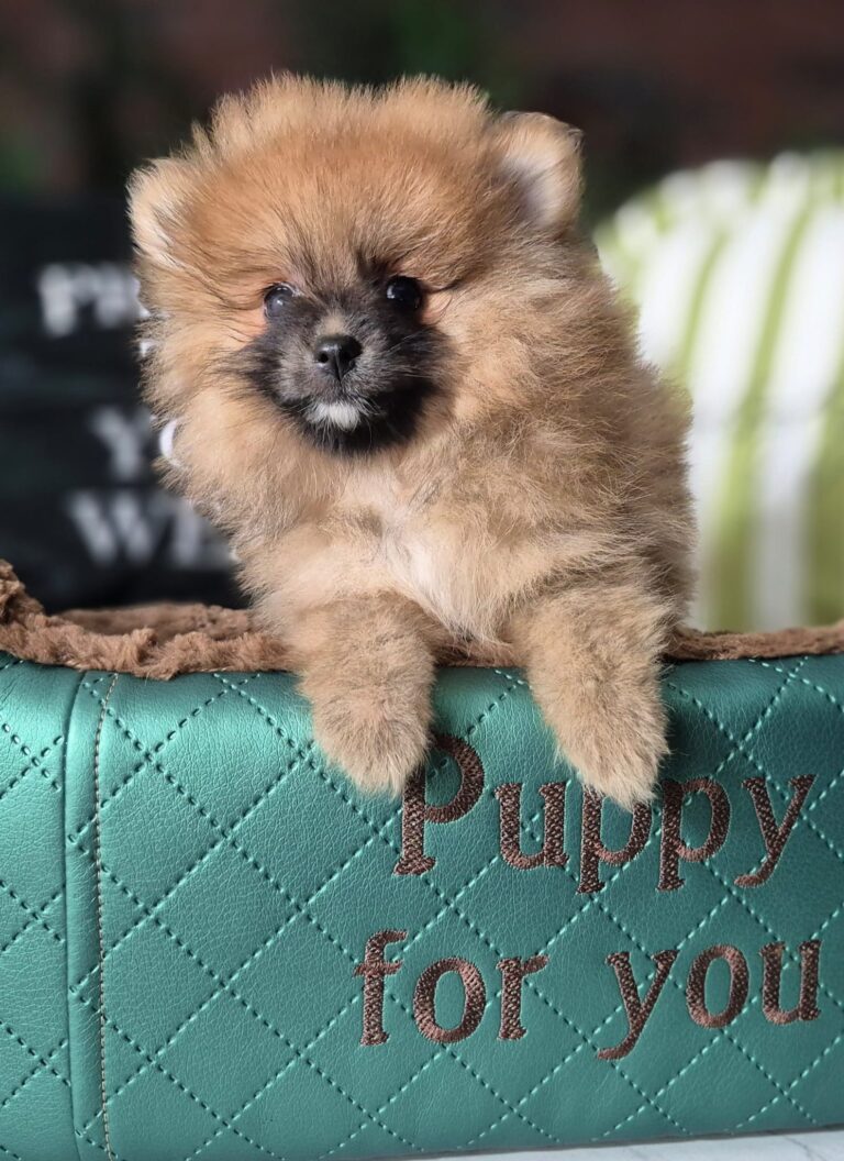 Rafaello i Milo – dwaj mali gentlemeni gotowi na nowe przygody. 10