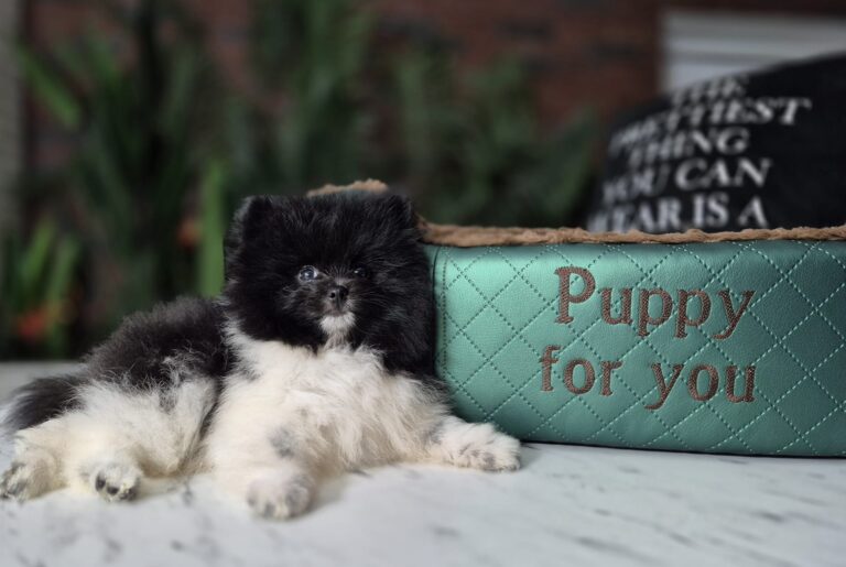 Rafaello i Milo – dwaj mali gentlemeni gotowi na nowe przygody. 11