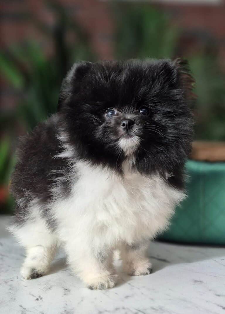 Rafaello i Milo – dwaj mali gentlemeni gotowi na nowe przygody. 4