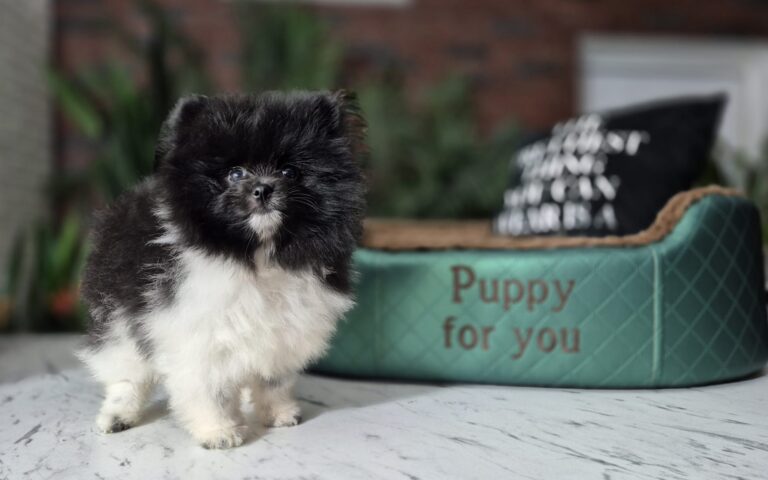 Rafaello i Milo – dwaj mali gentlemeni gotowi na nowe przygody. 13