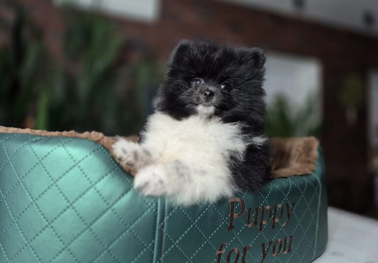 Rafaello i Milo – dwaj mali gentlemeni gotowi na nowe przygody. 2