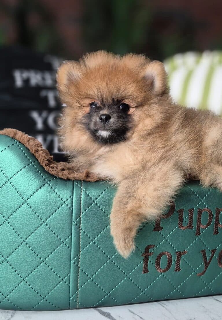 Rafaello i Milo – dwaj mali gentlemeni gotowi na nowe przygody. 12