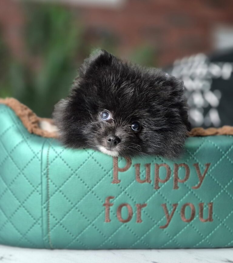 Rafaello i Milo – dwaj mali gentlemeni gotowi na nowe przygody.