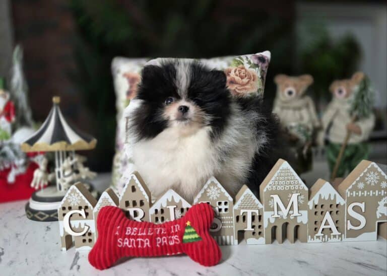 Wesołych Świat życzenia