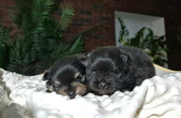 WhatsApp Image 2026-01-17 at 06.36.53 (1)