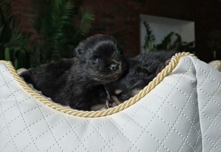 WhatsApp Image 2026-01-17 at 06.36.53