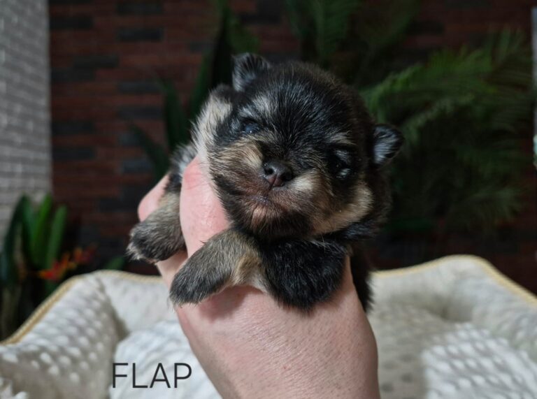 WhatsApp Image 2026-01-17 at 06.36.54 (1)