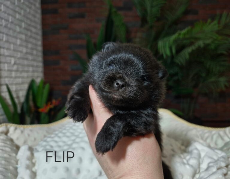 WhatsApp Image 2026-01-17 at 06.36.54 (4)