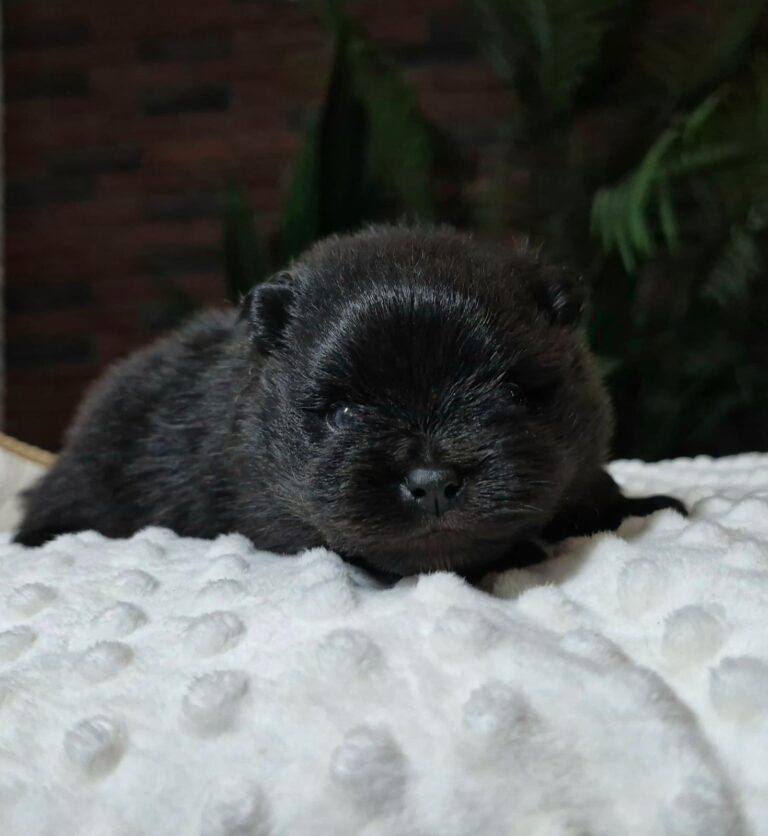 WhatsApp Image 2026-01-17 at 06.36.54 (6)