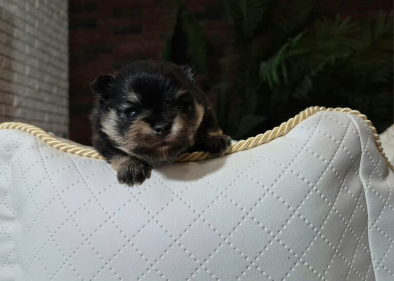 WhatsApp Image 2026-01-17 at 06.36.54