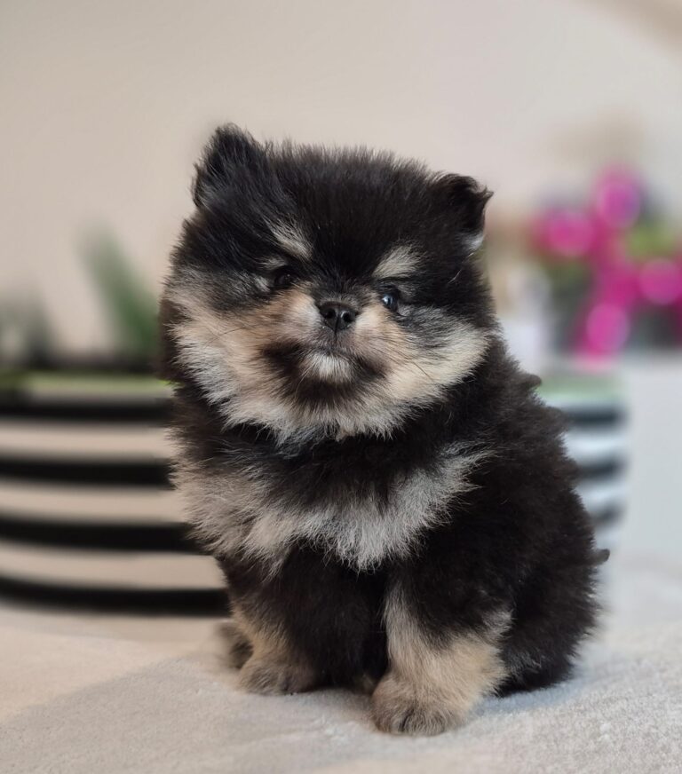 Flap i Flip: 7 Tygodni Czystej Słodyczy! Nasi Przystojniacy Dorastają