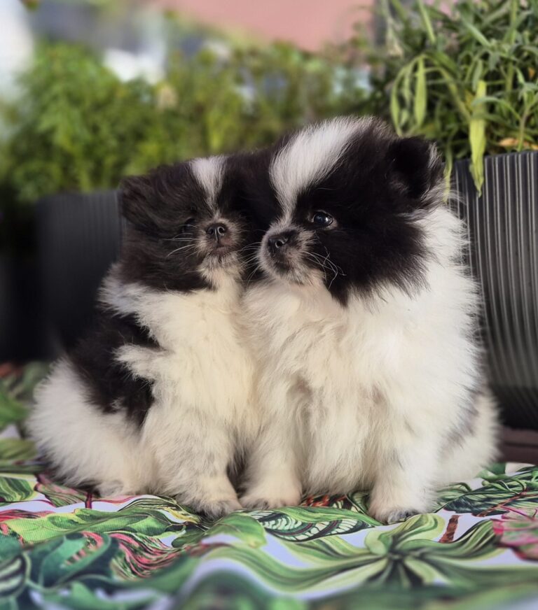 Olivia i Olivier: Puchate rodzeństwo szpica miniaturowego (Pomeranian)