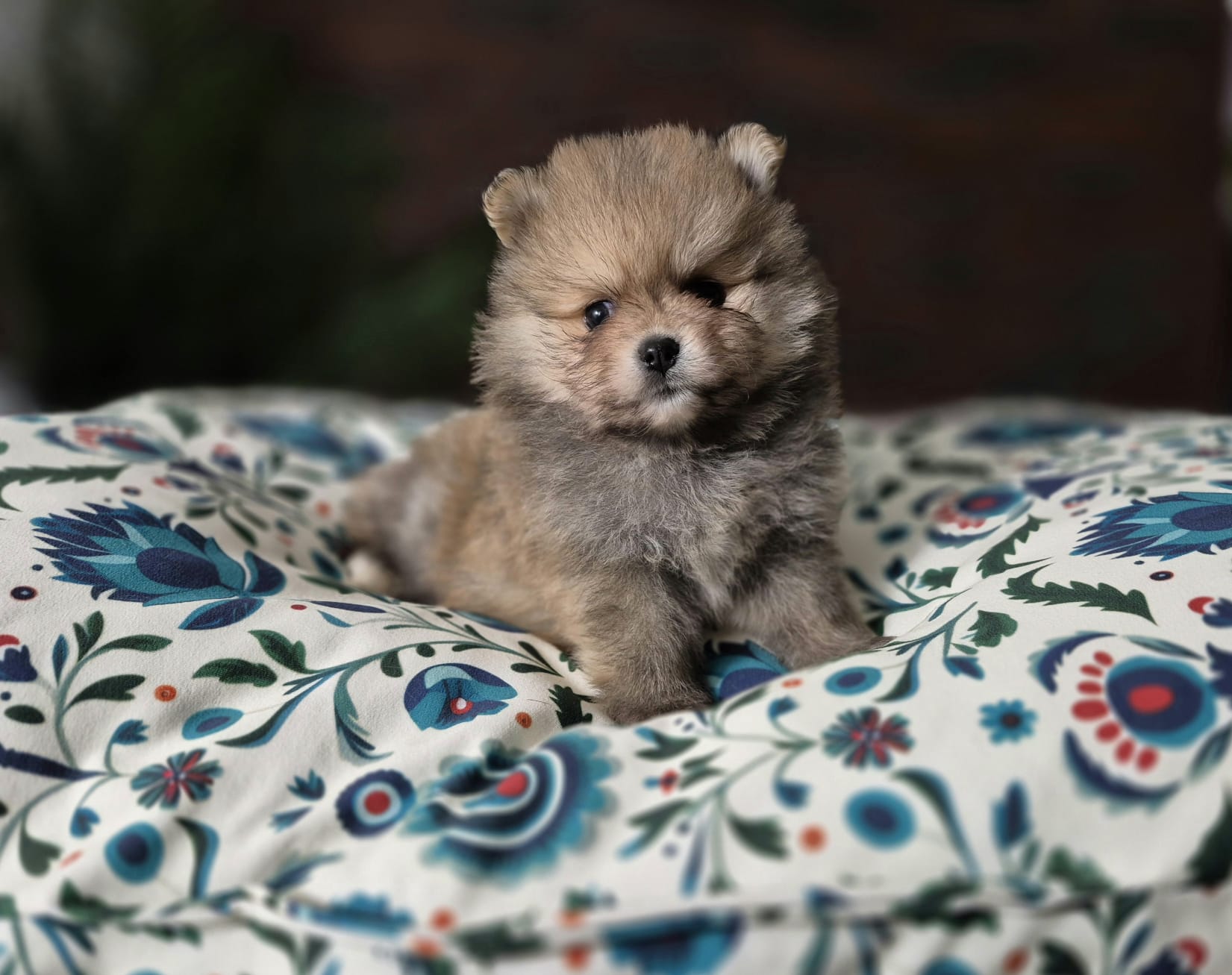 Zyzio – mały odkrywca w wielkim świecie 7 WhatsApp Image 2026-06-16 at 09.21.31 (6)